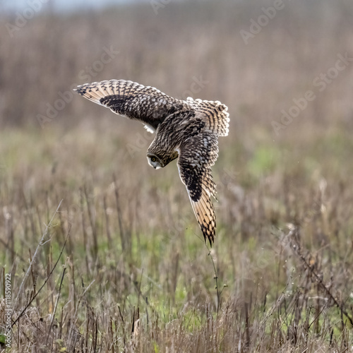 Short-Eared Owl in flight hunting over a meadow

