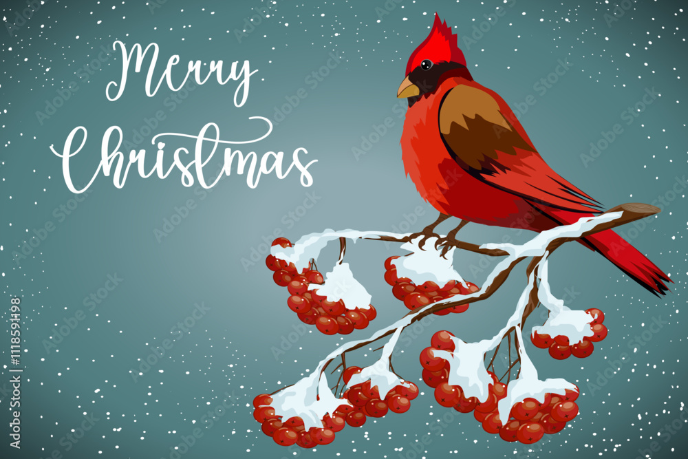 Cardinal bird in a Christmas card.Colored vector Christmas illustration with a bright cardinal bird on a branch with red berries.