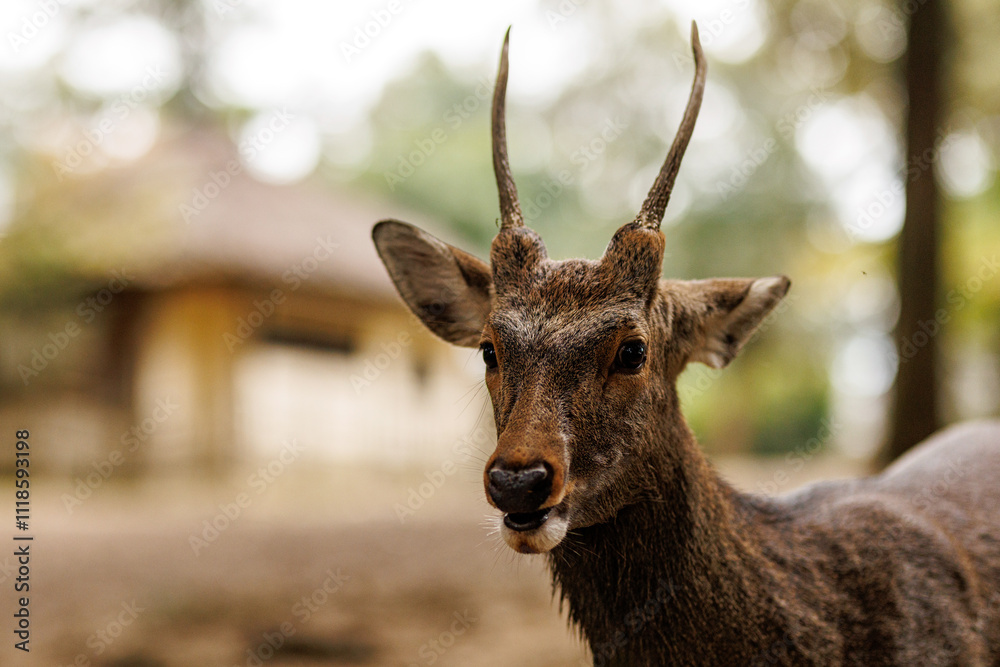 Fototapeta premium Behold the Majestic Deer in its Natural Habitat, showcasing the beauty of wildlife