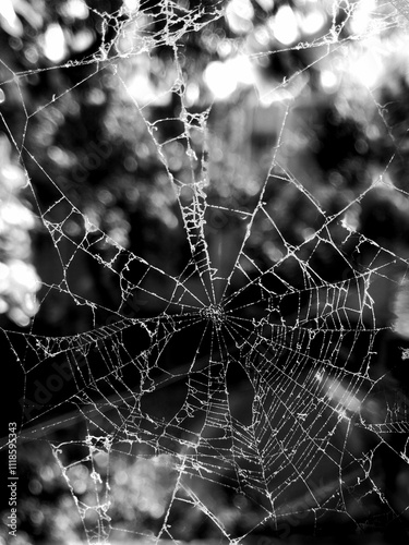 Spider web closeup view.Black and white photography of spider web on blurred background