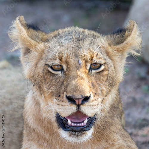 Lion Cub Portrait