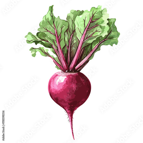 Watercolor beets on a white background. Beetroot isolated for print and design. Beet vegetables and beet vegetable for packaging design, products