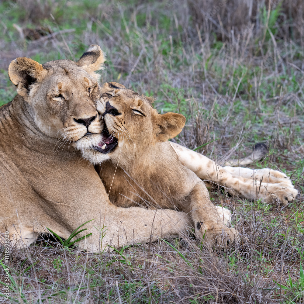 Fototapeta premium LIoness and Cub at Rest