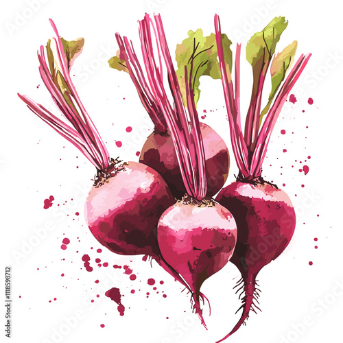 Watercolor beets on a white background. Beetroot isolated for print and design. Beet vegetables and beet vegetable for packaging design, products