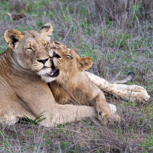 LIoness and Cub at Rest