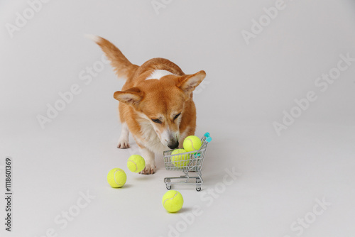 Corgi dog with tennis balls in a shopping cart, playful pet activity indoors photo