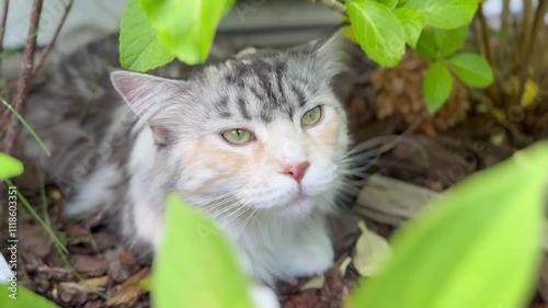 A cat with a mixed-color coat rests calmly among garden plants. The cat's alert expression and green eyes suggest it's observing its surroundings, blending into the natural setting