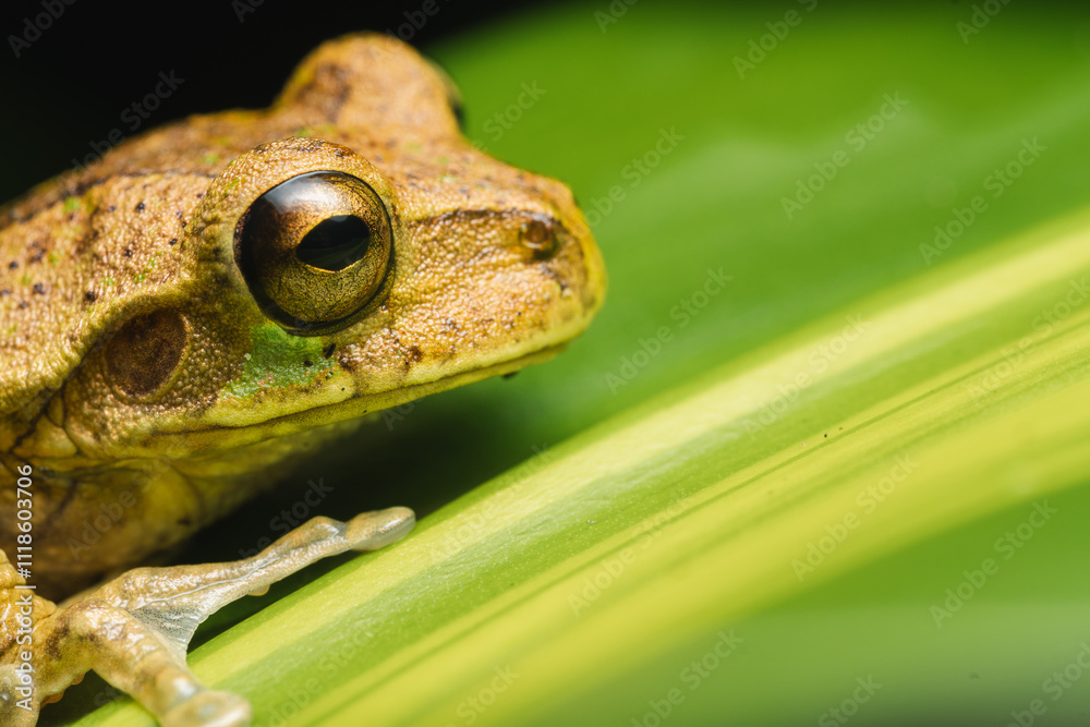 Obraz premium Photo of frog on a leaf