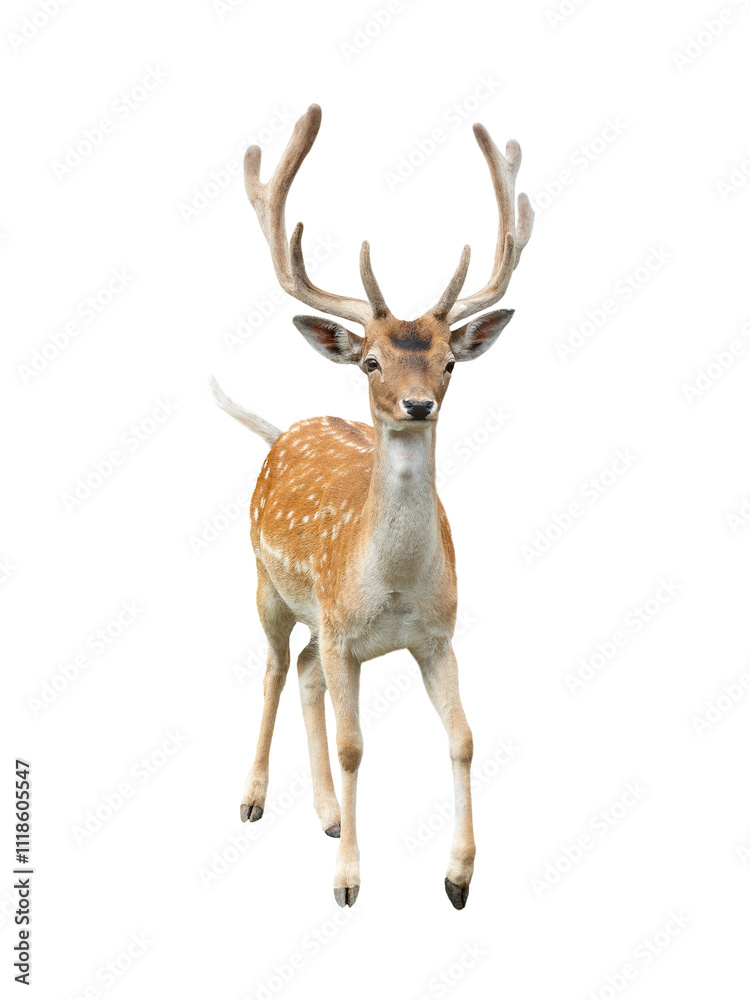 deer isolated in white background deer isolated in white background