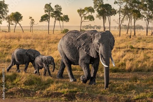 Elephant family in the bush photo