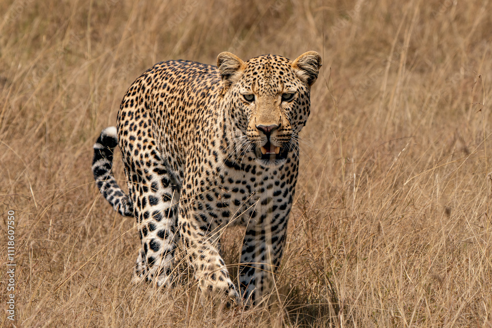 leopard waling in the savannah leopard waling in the savannah