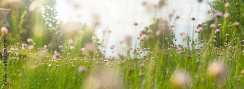 Summer field of pink flowers and green grass, soft focus, blurred background.