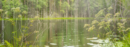  Forest lake. Natural blurred background under sunlight.