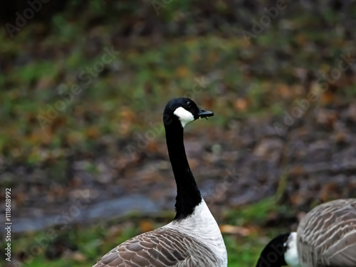 country goose branta canadensis photo