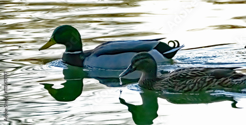 duck on the lake