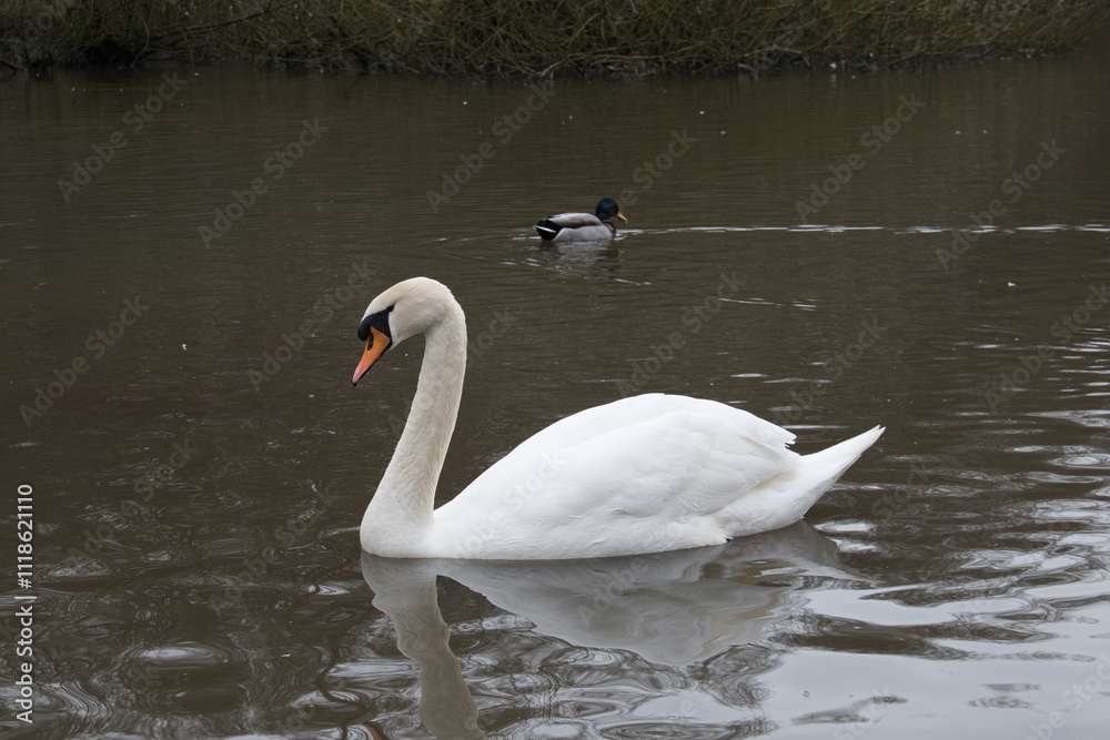 Naklejka premium Elegant White Mute Swan Gliding on Lake Water