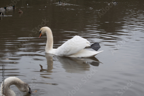 White Mute Swan Swimming on Dark Lake Water