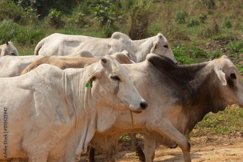 Small horn cattle herd walking through forest farm 