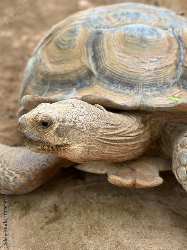 Giant Galapagos Tortoise Close-up Portrait