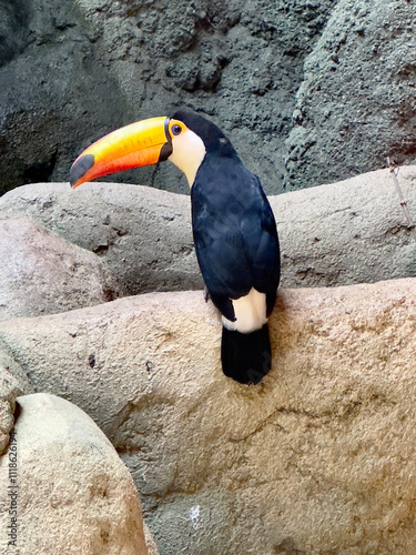 Toco Toucan Bird Portrait on Rock Perch