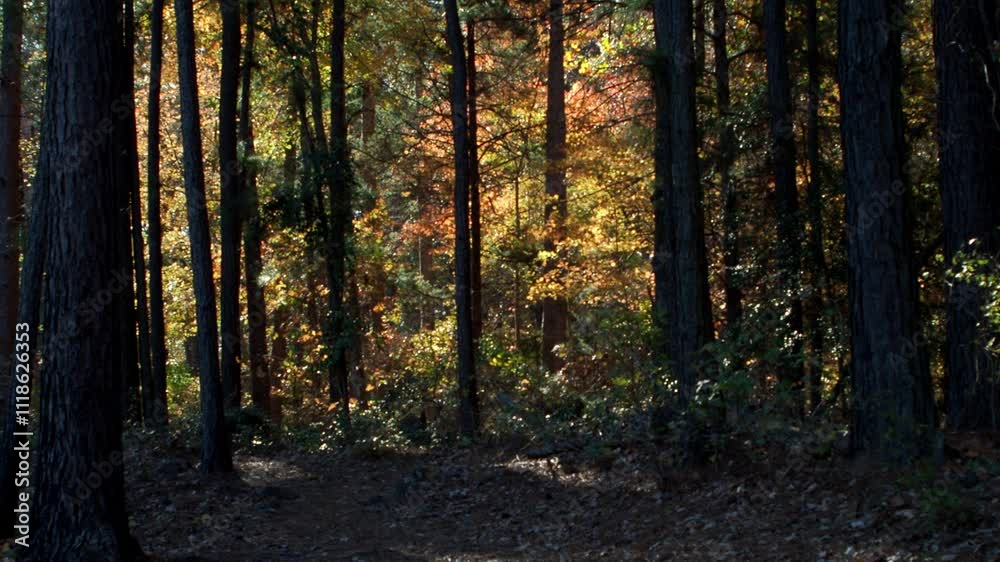 Woodland Scenic With Fall Foliage-P1010766 Woodland Scenic With Fall Foliage-P1010766