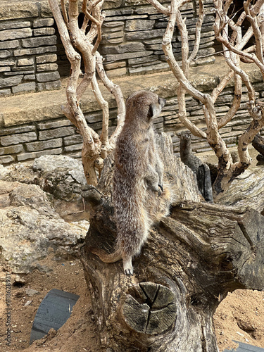 Meerkat sentinel perched on log, alert posture at UK wildlife park, England