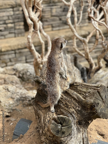 Meerkat sentinel on lookout from tree stump, UK wildlife park, England