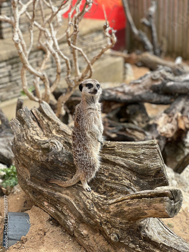 Meerkat sentinel on lookout from tree stump, UK wildlife park, England