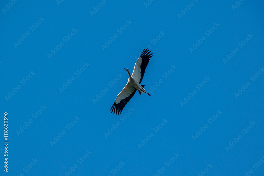 Flying heron over clear blue sky, los cerrillos, canelones, uruguay Flying heron over clear blue sky, los cerrillos, canelones, uruguay