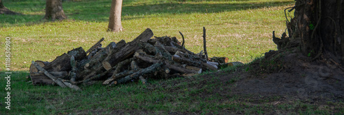 Stack of firewood at forest gallery, los cerrillos, canelones uruguay photo