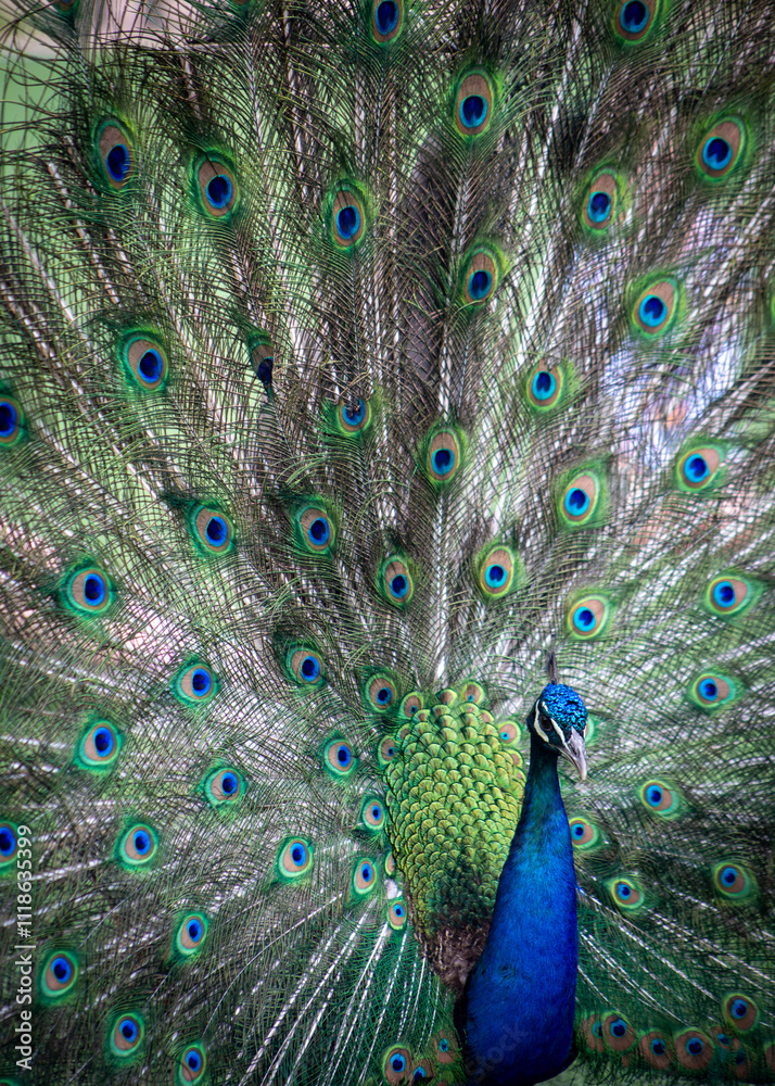 Obraz premium A close-up of a peacock displaying his feathers