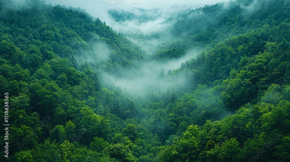 A view of a lush green forest with mountains in the background A view of a lush green forest with mountains in the background