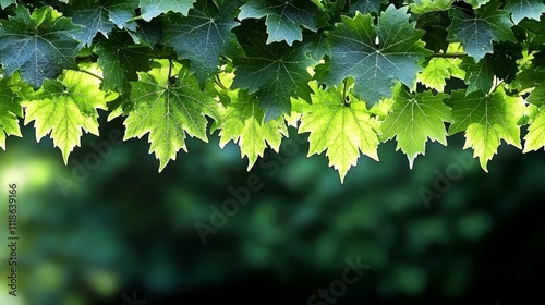 A bunch of green leaves hanging from a tree branch