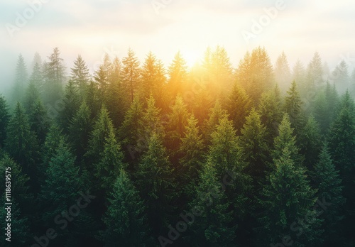 Serene Sunrise Over Misty Pine Forest with Soft Light Filtering Through Tree Canopies and Creating a Tranquil Atmosphere in Nature