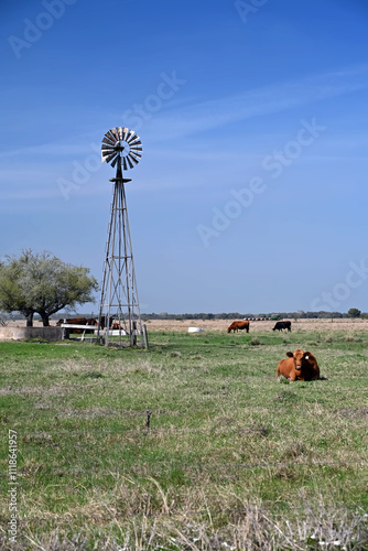 Windmill with Cows, Ranch South Texas,  water trough, green grass, blue sky 