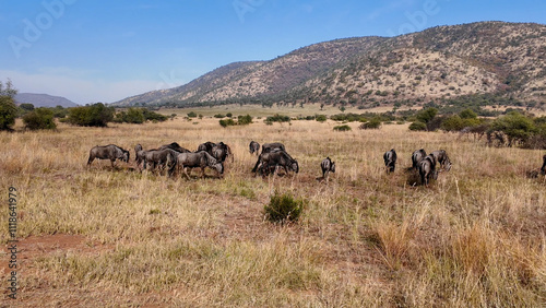Safari Tour At Etosha National Park In Namibia. African Animals Landscape. Safari Skyline Trip. Etosha National Park In Namibia. Big Five Animals. Wildlife Safari.