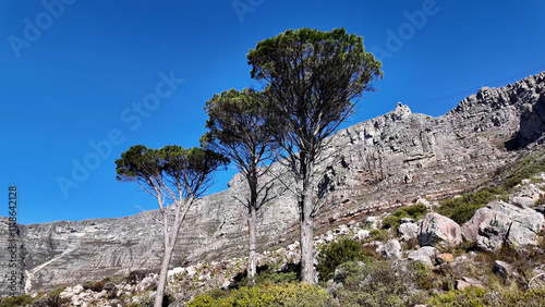 Table Mountain At Cape Town In Western Cape South Africa. National Park Scene. Giant Rocks. Cape Town At Western Cape South Africa. Tourism Travel. Transportation Skyline.