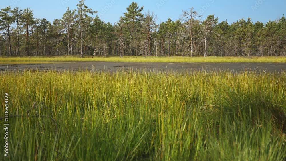 Viru Raba swamp lake in Estonia. Viru Raba swamp lake in Estonia.
