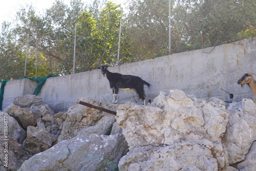 goat from  Rhodes , Greece photo