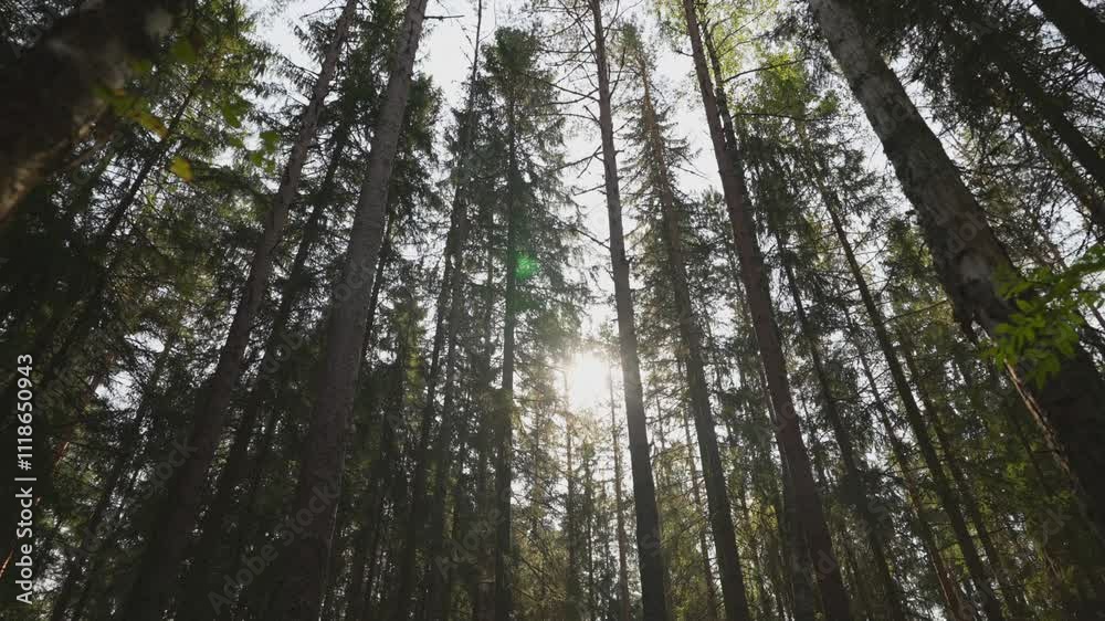 Typical coniferous forest with pine trees. Typical coniferous forest with pine trees.