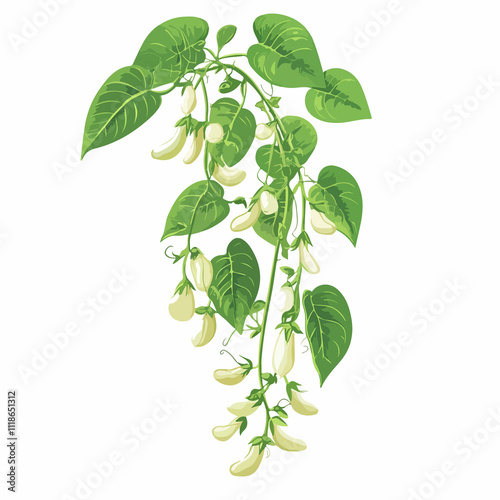 Fresh green stalk of flowering bean plant with hanging beans