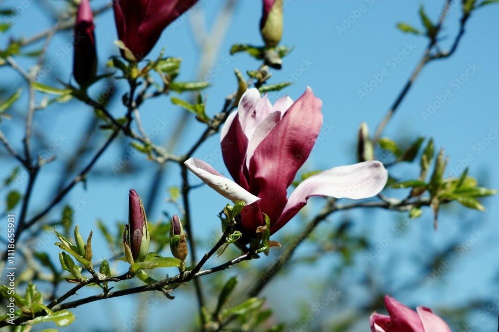 Park Garten Baum Blüte Blume Sommer Frühling Magnolie Blau Himmel Grün Park Garten Baum Blüte Blume Sommer Frühling Magnolie Blau Himmel Grün