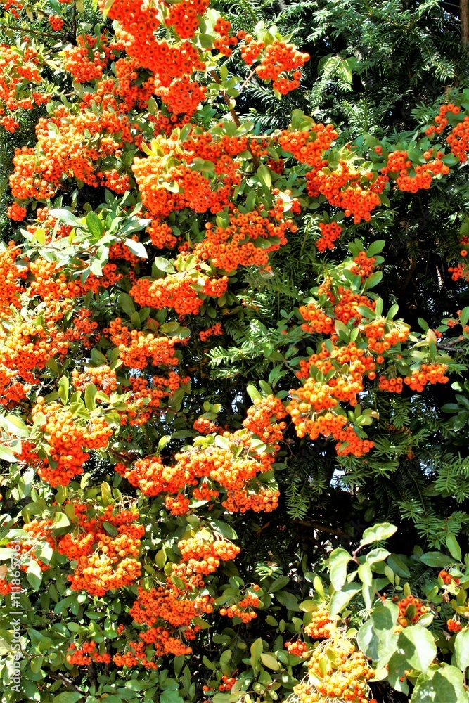 Orange Leuchten Grün Hecke Garten Park Natur Orange Leuchten Grün Hecke Garten Park Natur