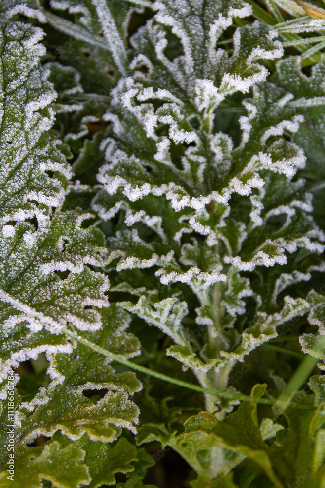 frost on the green branches
