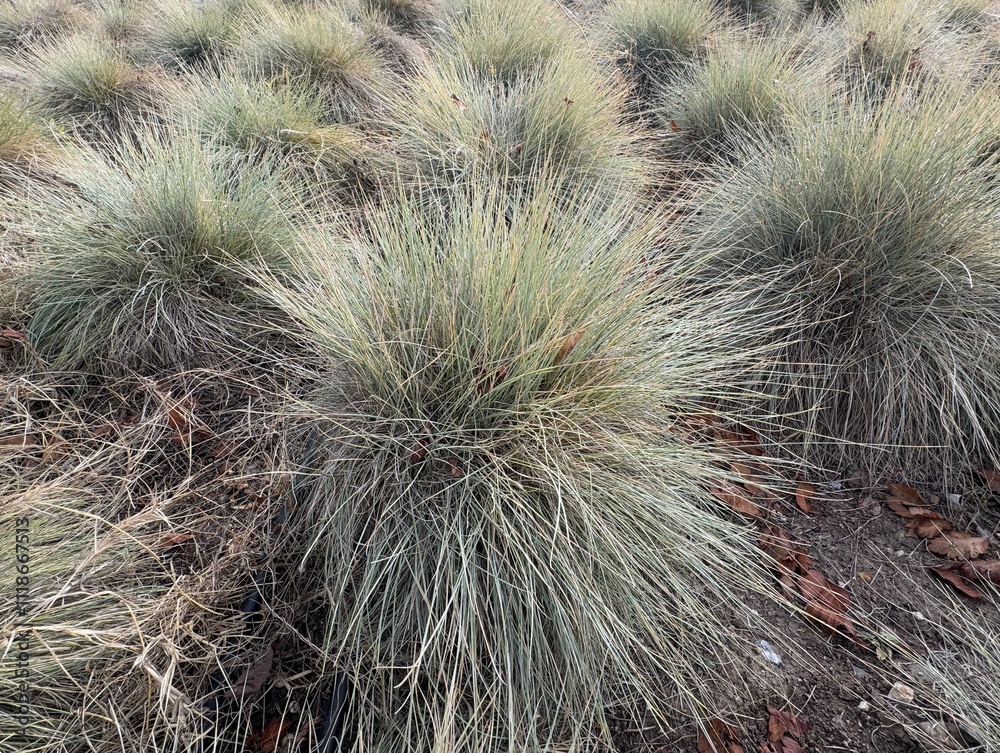 Obraz premium Festuca glauca blue oat grass garden decoration. Autumn colors of Blue Fescue spiky leaves. Powder blue grass background. Ornamental grass 'Elijah Blue' - soft festuca ovina, ball fescue. Close-up.