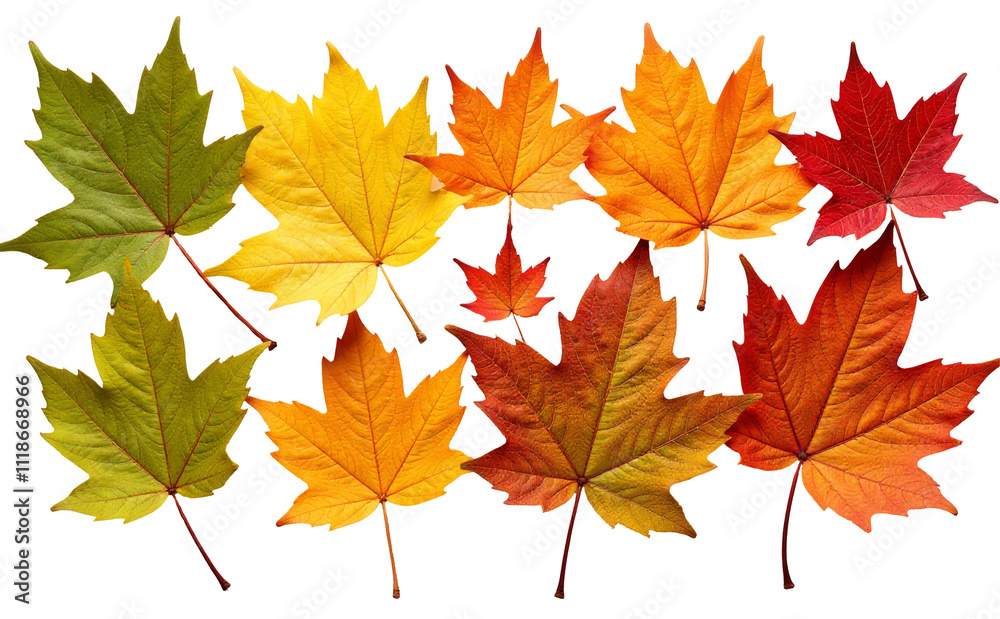 Set of Autumn leaves PNG. Maple Leaves isolated on transparent background Set of Autumn leaves PNG. Maple Leaves isolated on transparent background