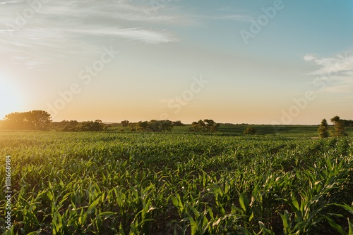 Rural Nebraska Cornfield in sunset