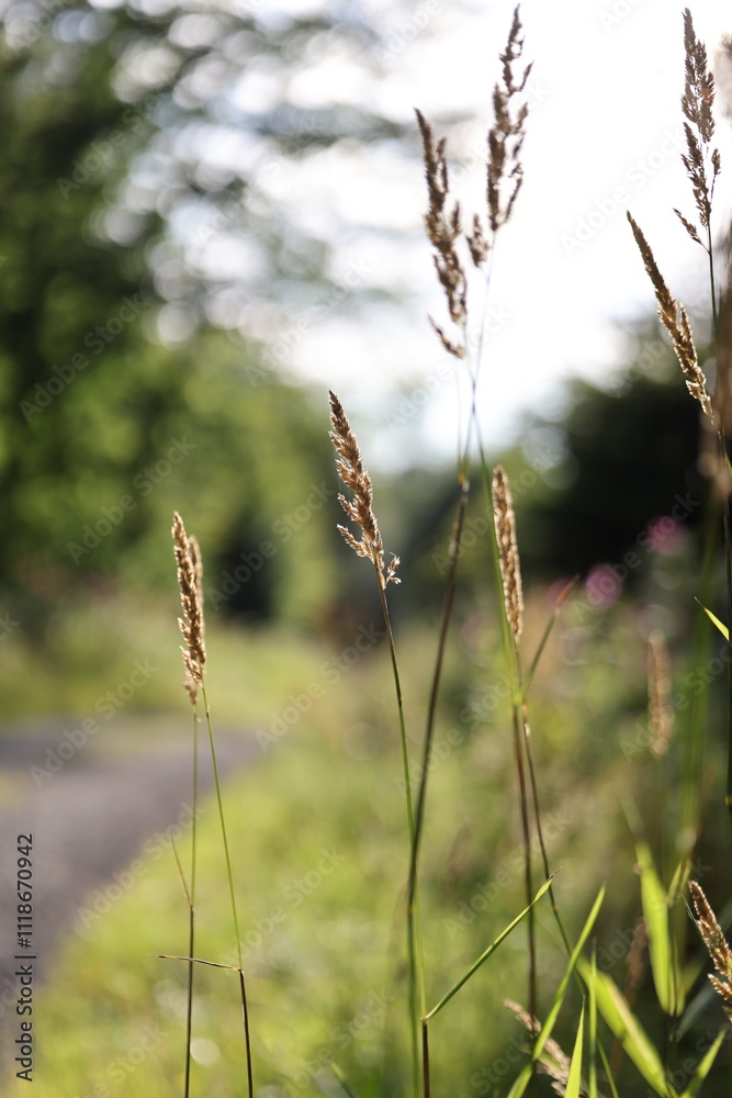 Waldweg Waldweg