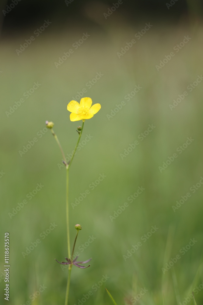 Obraz premium Butterblume