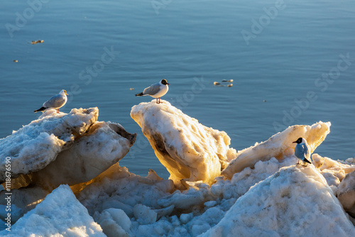 seagulls sit on ice floes against the backdrop of the river during ice drift at sunset